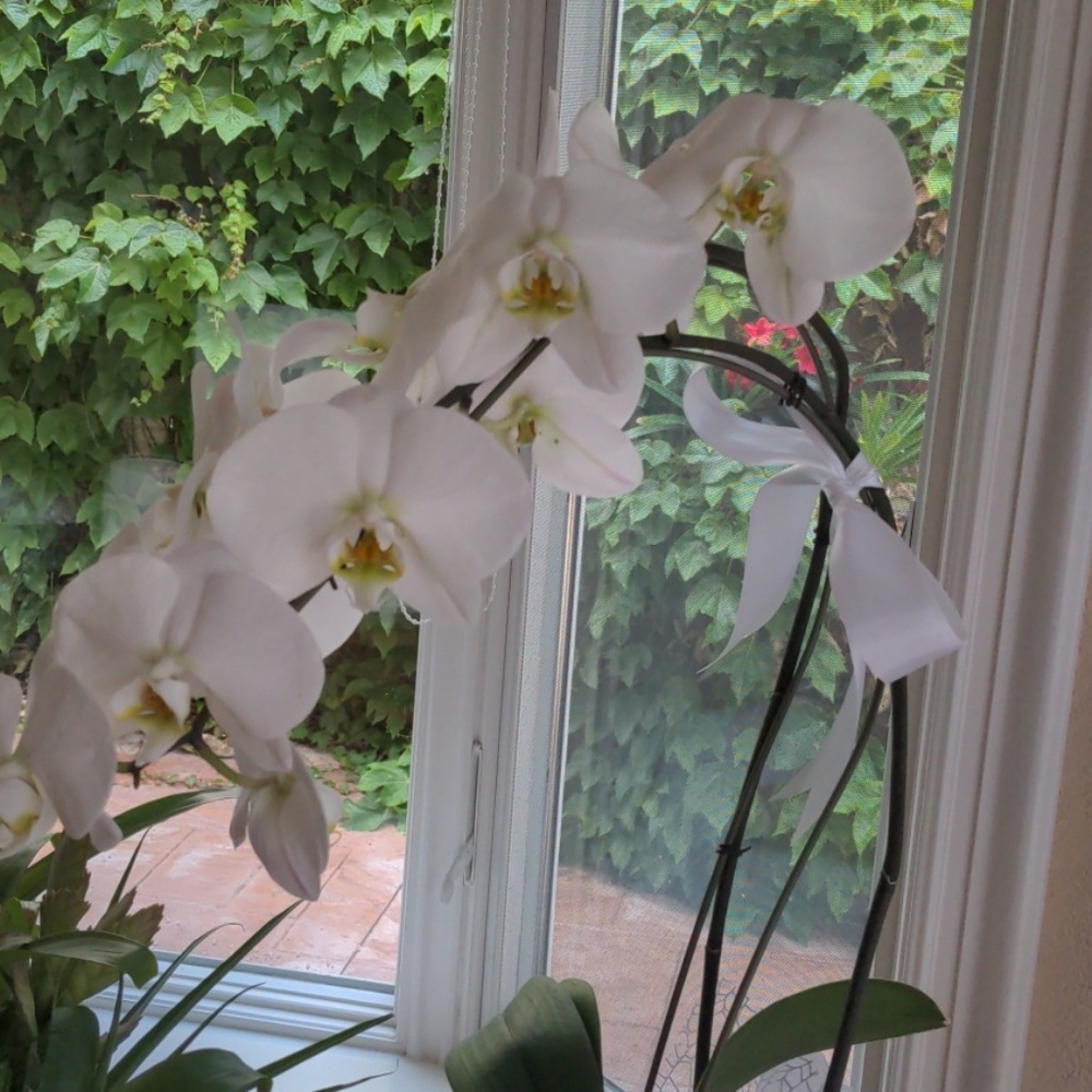 Meet your Posher, Sudee